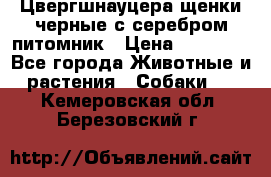 Цвергшнауцера щенки черные с серебром питомник › Цена ­ 30 000 - Все города Животные и растения » Собаки   . Кемеровская обл.,Березовский г.
